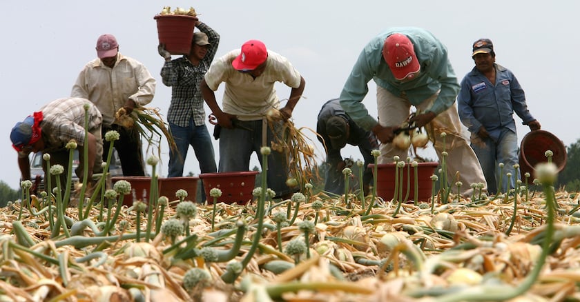 Farm workers in a field